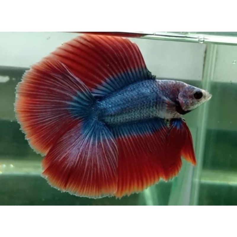 Halfmoon Double Tail