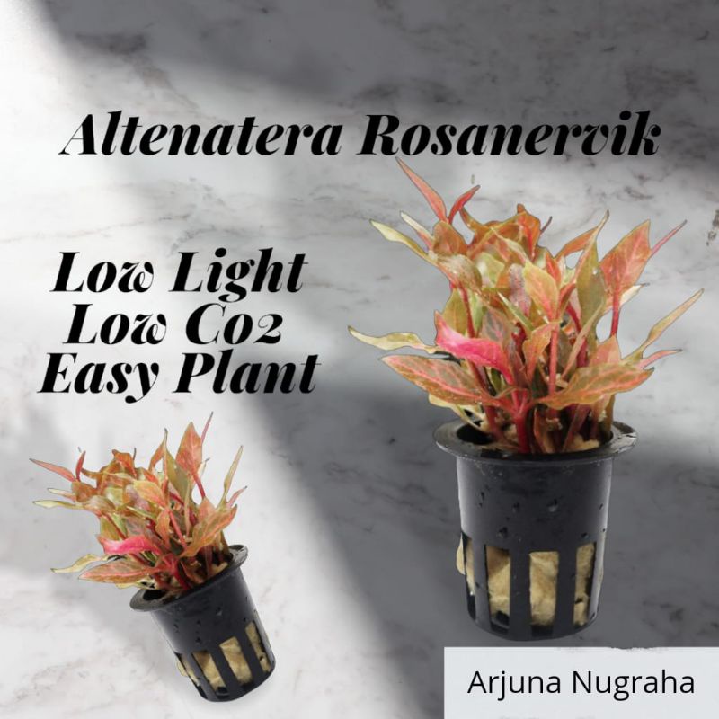 Altenatera Renicki Rosanervik (Tanaman Air Akuarium Aquascape || Tanaman Tanpa Co2)