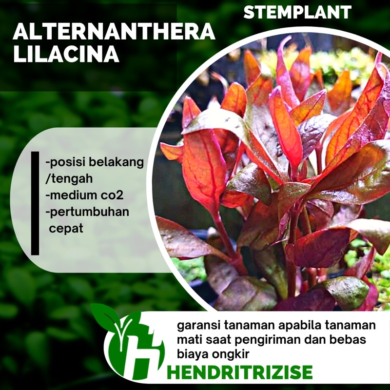 Alternanthera Lilacina -Tanaman Aquascape Low Co2 - Tumbuhan Aquascape Aquarium