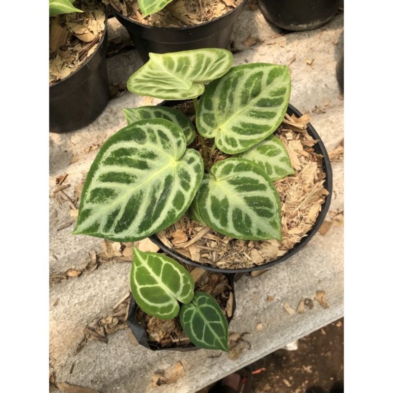 anthurium dorayaki Silver mangko Remaja-Tanamanhias anthurium dorayaki