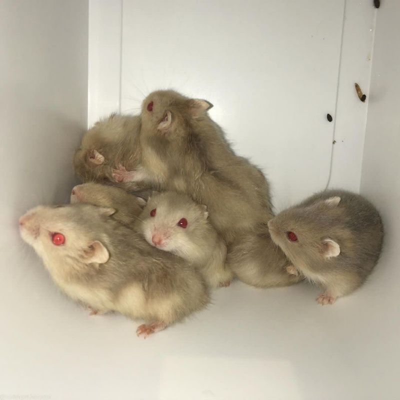 SEMUA JENIS (Kirim sejawa barat)Bisa COD