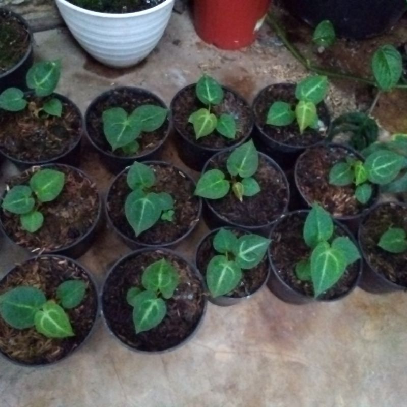 anturium dorayaki mangkok ORI beby