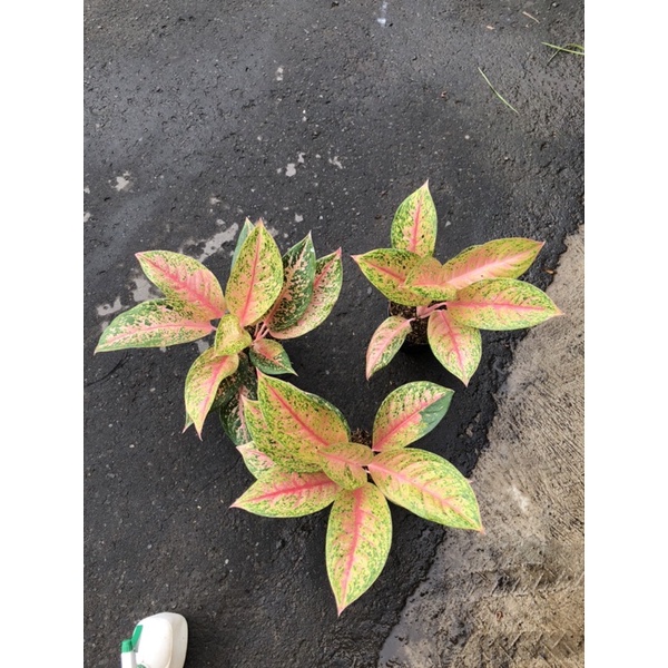 Aglaonema pink lady