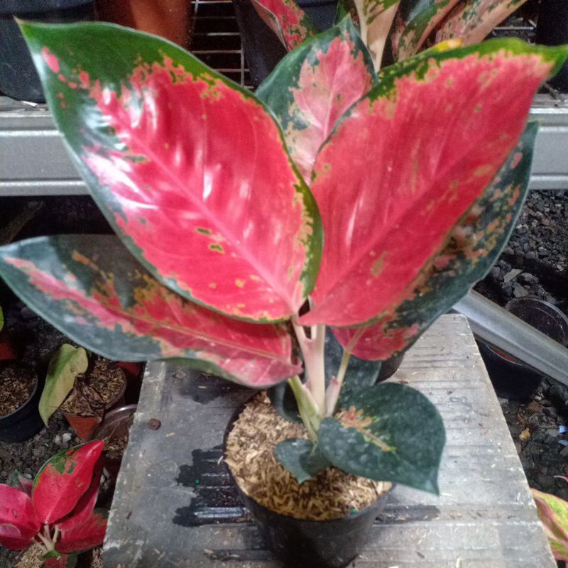 aglaonema suksom batik