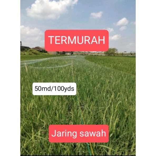 Jaring burung emprit jaring sawah jaring padi jaring tanaman