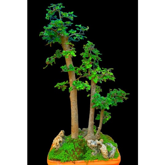 bonsai serut grouping setengah jadi real pict