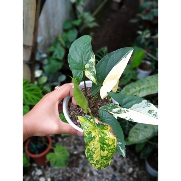 Syngonium Aurea Yellow