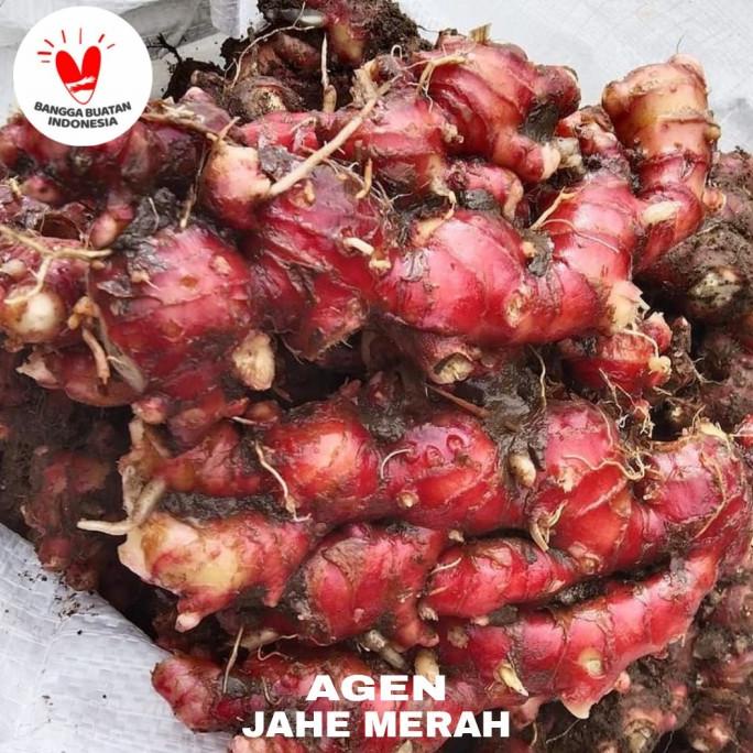 

Jahe Merah Fresh 1kg / Jahe Merah Medan Super Segar 1 kg