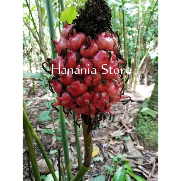 

Buah hoje atau buah kecomrang