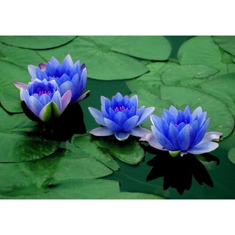 TANAMAN HIAS AIR AQUASCAPE TERATAI BLUE FLOWERS