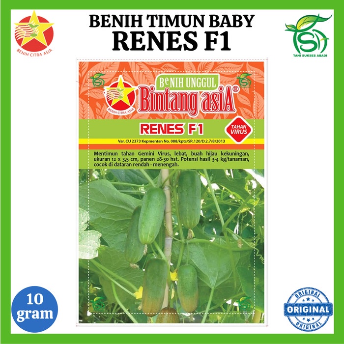 Benih Mentimun RENES F1 10 gram - Bibit Timun Bintang Asia