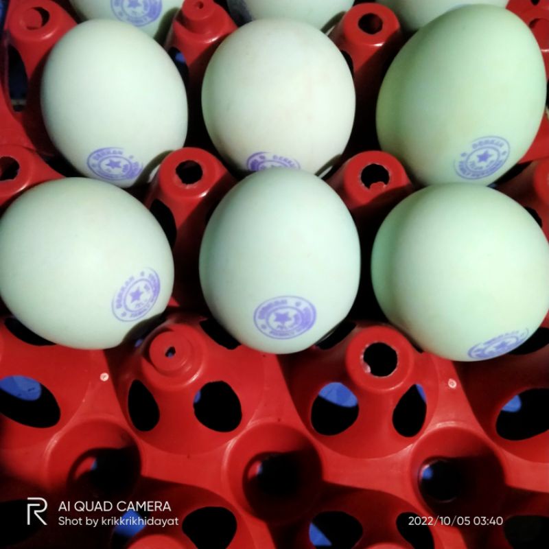 

TELOR ASIN ORIGINAL 6 butir siap makan