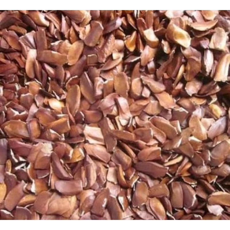 biji mahoni 1/2kg  (bonus pupuk)