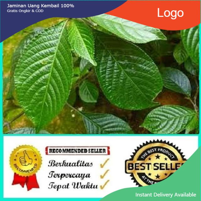 

Promo Daun keji beling atau pecah beling 1kg fresh & organic