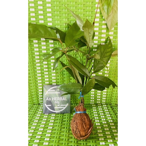 Bibit akar tuba / bibit tuba super