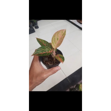 Aglaonema Kresna Golden
