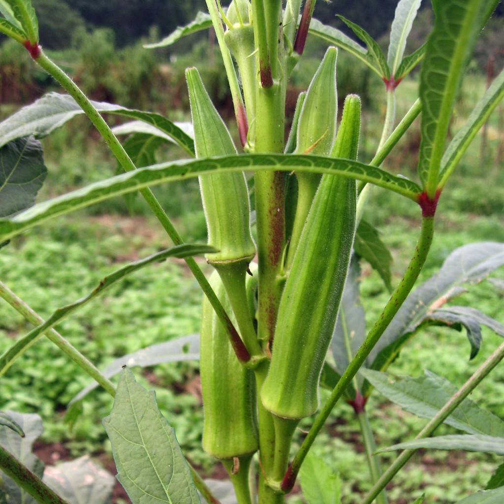 5 Benih Okra Hijau Greenie F1 Hibrida Bibit Sayuran Known You Seed Tanaman Sayur Unggul Berkualitas
