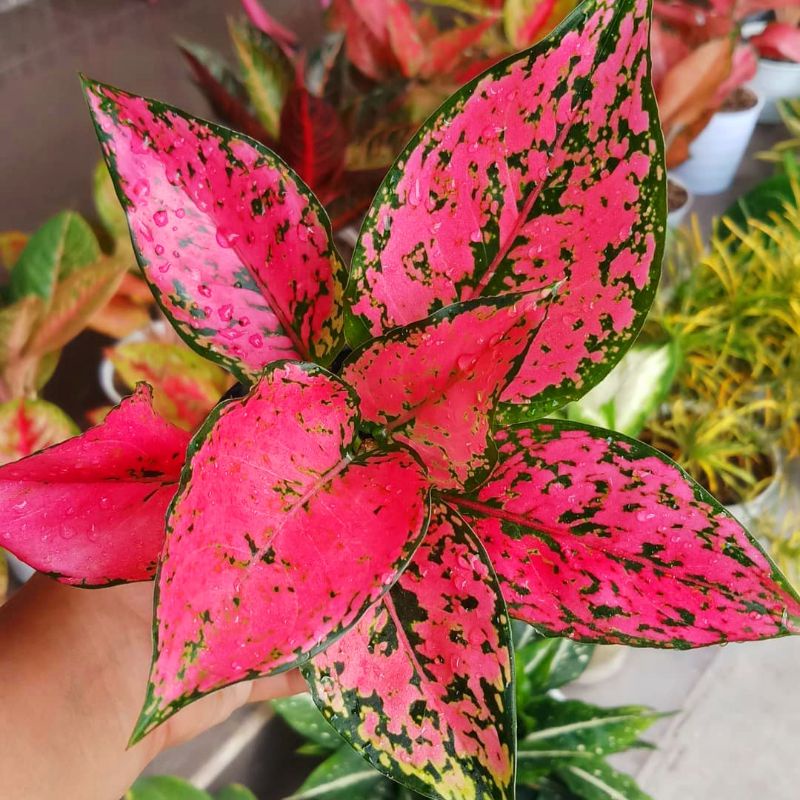 Aglonema Komkom Fanta Dewasa / Aglo Komkom Fanta Rimbun