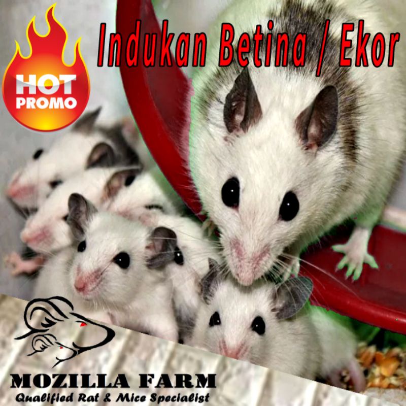 ASF Rat ( African Soft Fur Rat ) Indukan Betina