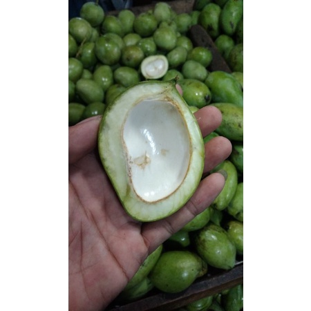 

Buah Mangga Muda Rujak 1 kg