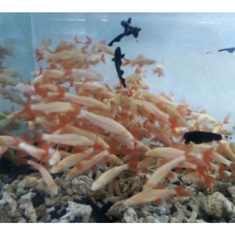 

ikan redfine shark albino