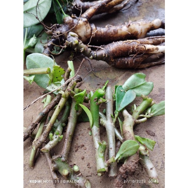 STEK POHON GINSENG JAWA / STEK BIBIT POHON GINSENG