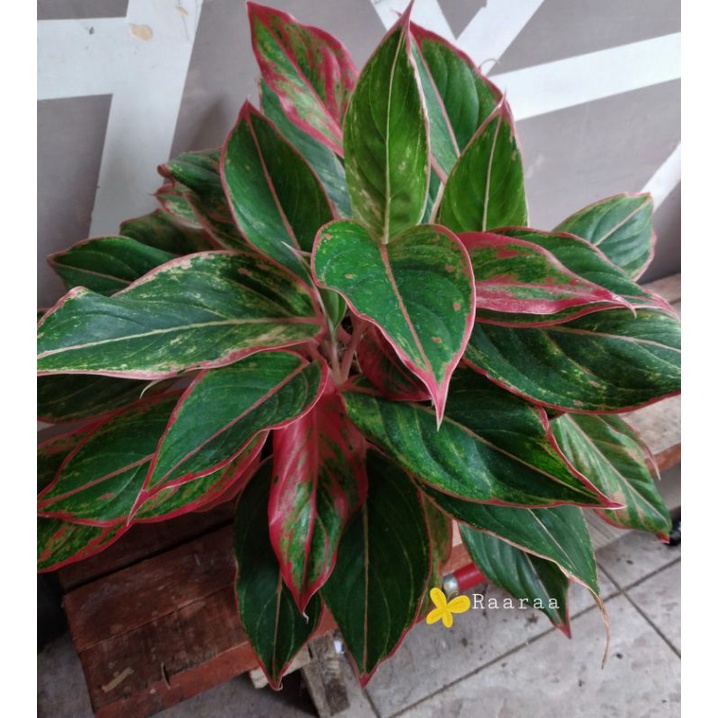 Tanaman hias aglonema lipstik klasik / lipstik manilompek