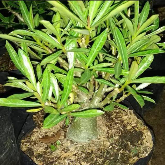 Tanaman hias adenium obesum cabang seribu - tanaman adenium cabang seribu - cabser
