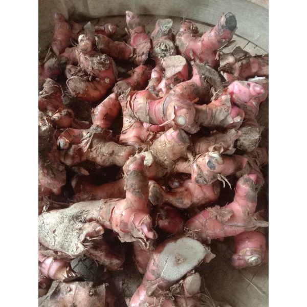 

lengkuas merah segar