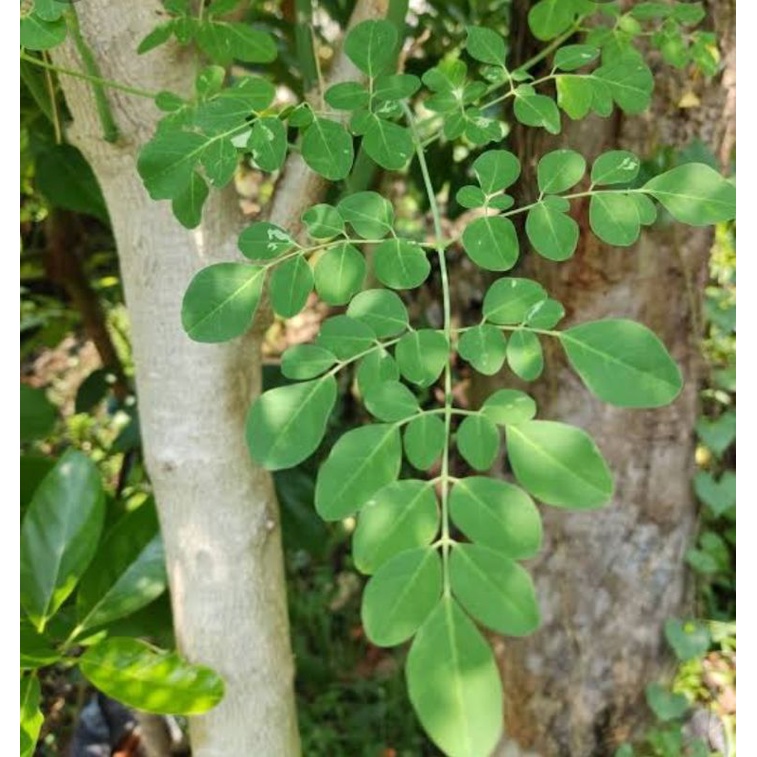 

daun kelor 100gr