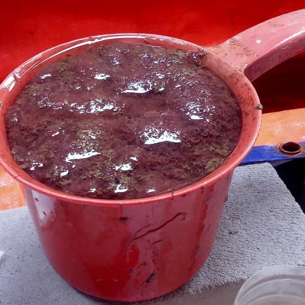 Cacing Sutra Hidup Per Gayung