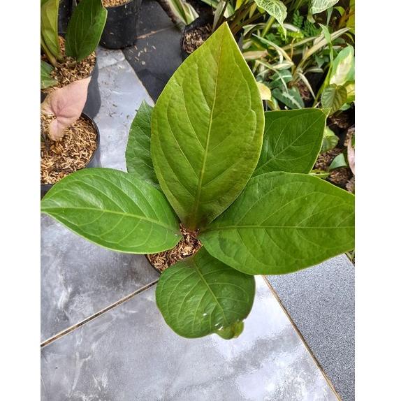 Tanaman Hias Anthurium Jemani Mangkok / Anturium Jemani Mangkuk –PH.22Oc22ᴸ