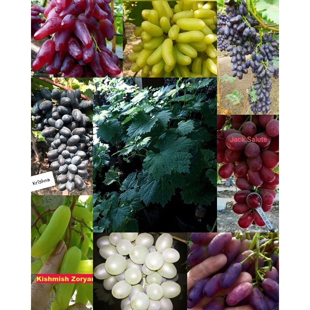 4 JENIS ANGGUR IMPORT SIAP TANAM DIJAMIN VALID DIKIRIM TANPA PENGURANGAN MEDIA BISA COD