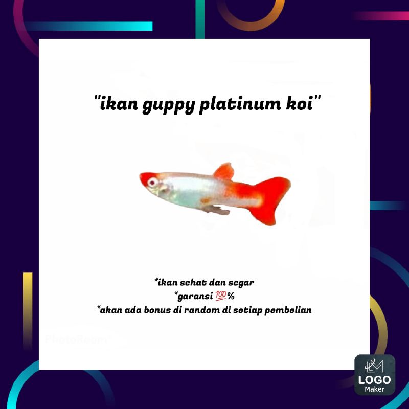 packing styrofoam ikan guppy platinum koi hiasan aquarium