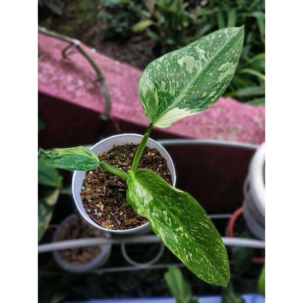 philodendron Jose buono