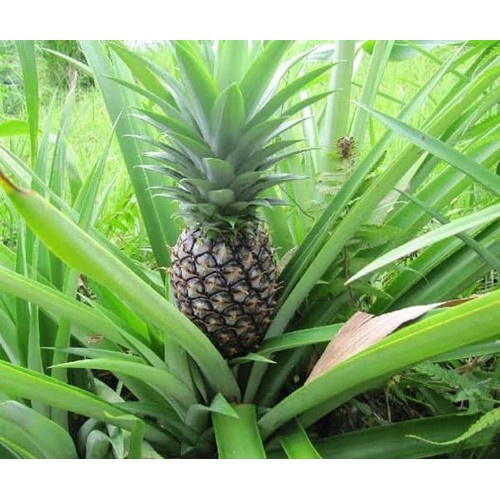 

BUAH NANAS MUDA