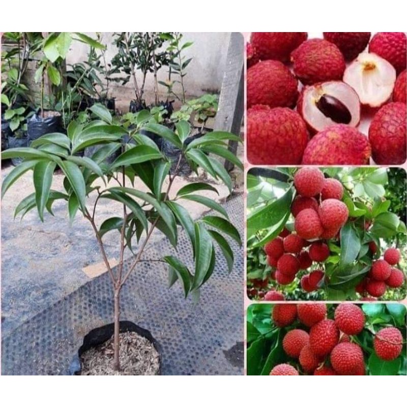bibit ceri bibit okulasian cepat berbuah