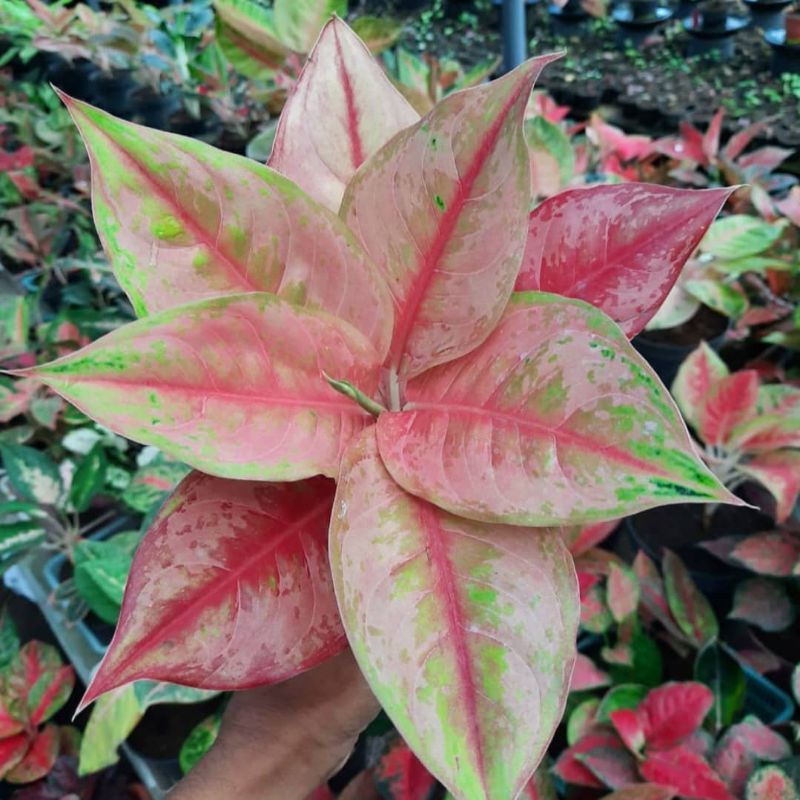 Aglonema LOD Light of Diamond Dewasa / Aglonema LOD Rimbun