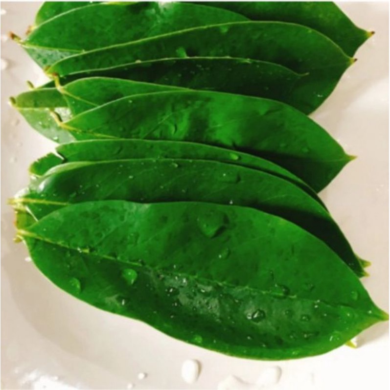 

100 Lembar Daun Sirsak Tua Segar