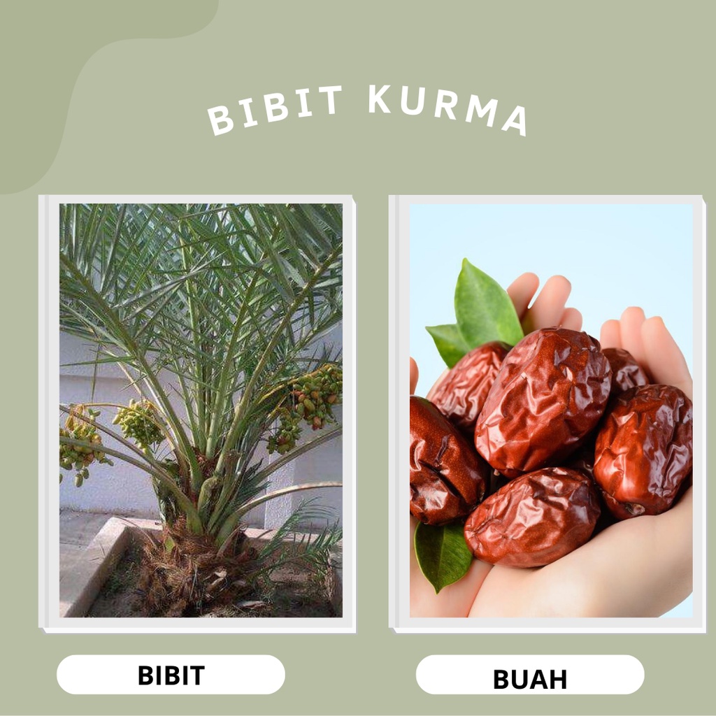 BIBIT BUAH KURMA