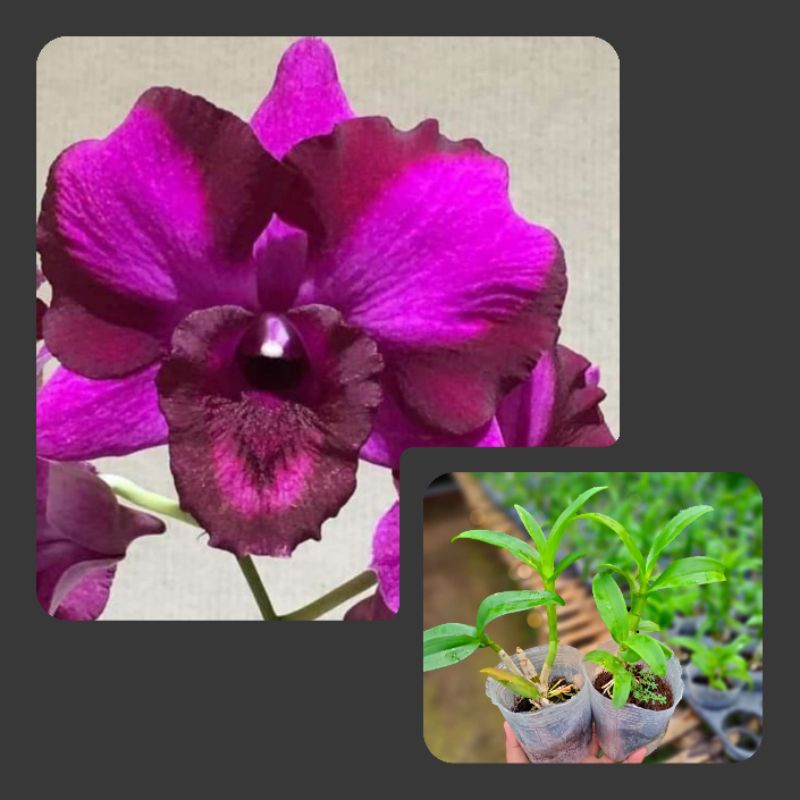 Dendrobium pra remaja dragon red