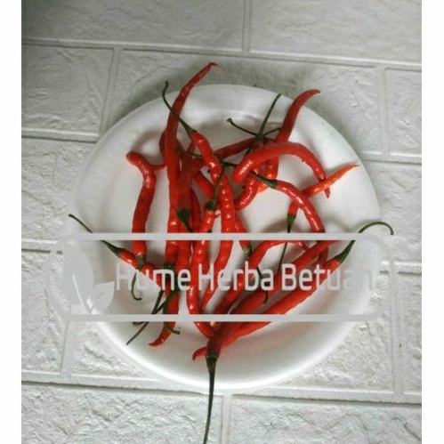 

Cabe Merah Keriting
