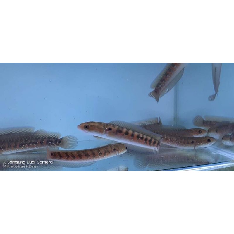 asiatica red stripe 12-14cm free packing