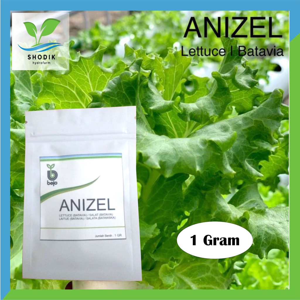 Benih BEJO ANIZEL Selada Batavia Kemasan 1 Gram