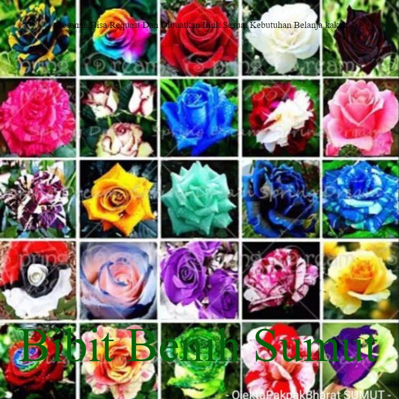 Bunga Mawar 20 Jenis Mix Random Warna Warni Sudah ada daun dan akar bukan biji benih Bila ingin orde
