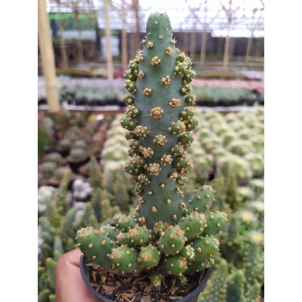 kaktus opuntia tuna blue hybrid import | kaktus dan sukulen