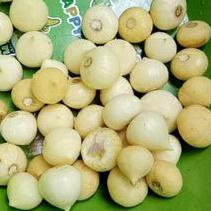 

TERLARIS BRANDS FESTIVAL bawang putih tunggal / bawang putih lanang !!!
