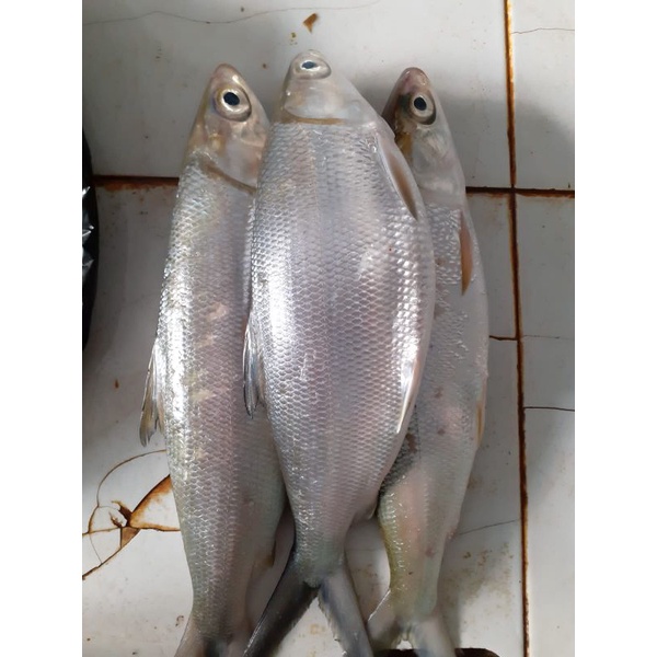 

Ikan Bandeng Segar