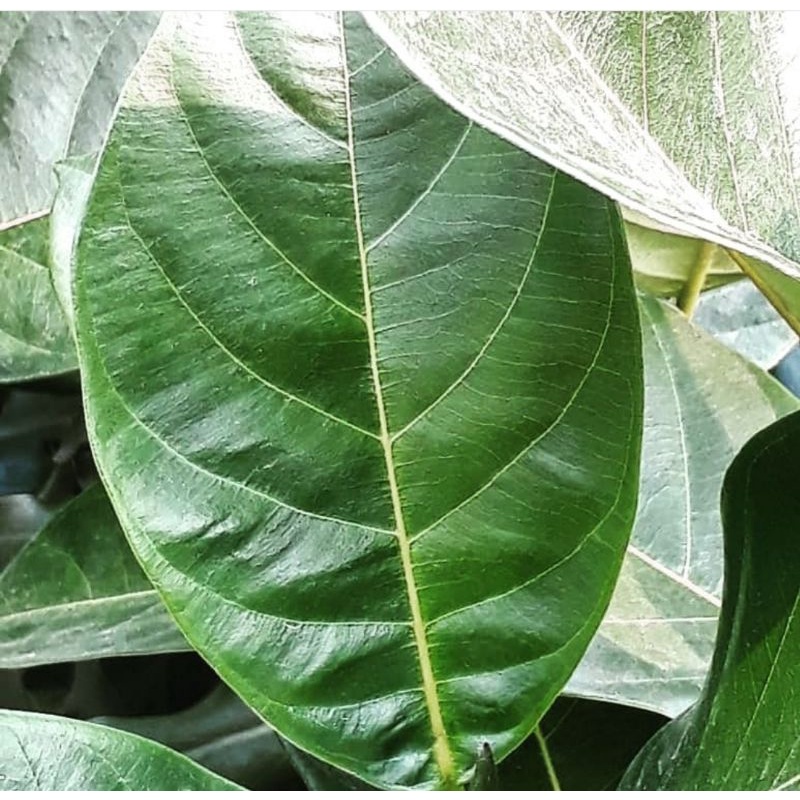 

Daun nangka segar 50 lembar