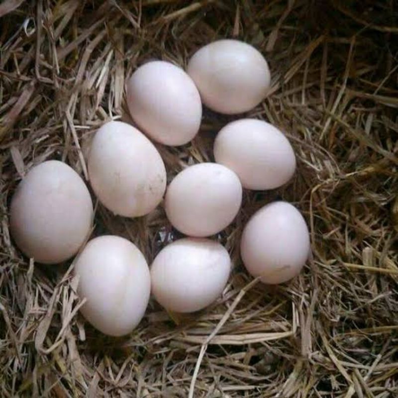 Telur Fertil F1 Ayam Laga Pakhoy Import Blackbull  BL X Mangon Yokkere BL